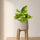 Scindapsus Marble Queen kaufen — rankende Efeutute mit weißem Marmorierungsmuster