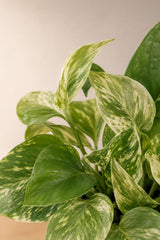 Scindapsus Marble Queen Blattdetail — cremefarbenes Marmorierungsmuster auf dunkelgrünen Blättern