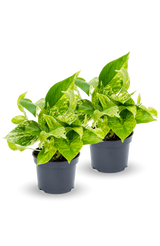 Scindapsus Marble Queen 2er Set Finestgreen [mc]