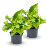 Scindapsus Marble Queen 2er Set Finestgreen [mc]