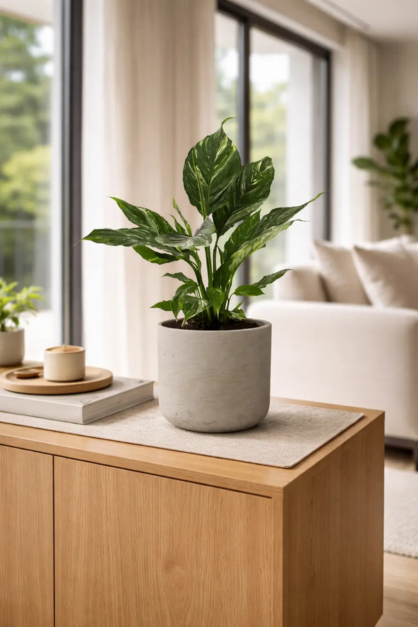 Buntes Einblatt - Spathiphyllum Diamond
