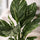 Spathiphyllum Diamond Ø:12 H:40 cm Finestgreen 