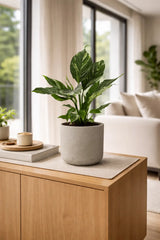 Spathiphyllum Diamond Ø:12 H:40 cm Finestgreen 