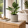 Spathiphyllum Diamond Ø:12 H:40 cm Finestgreen 