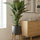 Spathiphyllum Sensation Ø:24 H:120 cm Finestgreen 