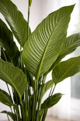 Spathiphyllum Sweet Sebastiano Ø:24 H:100 cm Finestgreen 