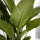 Spathiphyllum Sweet Sebastiano Ø:24 H:100 cm Finestgreen 
