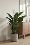 Einblatt - Spathiphyllum