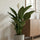 Spathiphyllum Sweet Sebastiano Ø:24 H:100 cm Finestgreen 