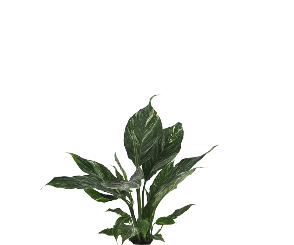 Buntes Einblatt - Spathiphyllum Diamond