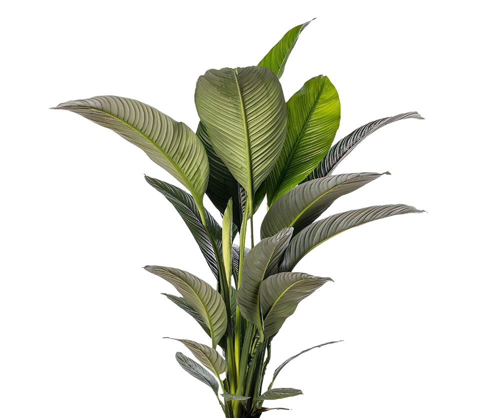 Einblatt - Spathiphyllum