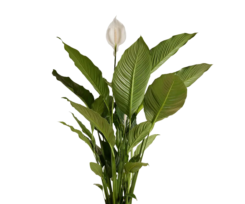 Einblatt - Spathiphyllum