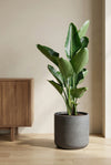 Strelitzia Nicolai - Baumstrelitzie