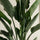 Strelitzia Reginae Ø:24 H:80 cm Finestgreen 