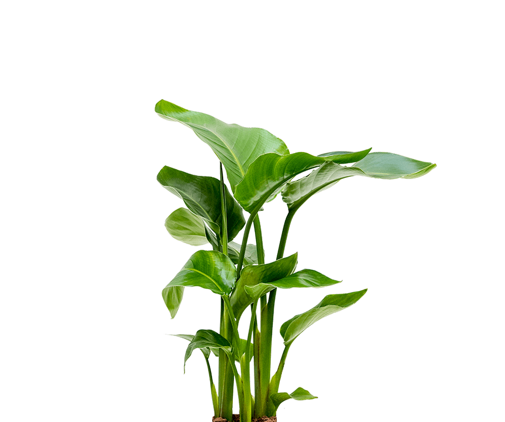 Strelitzia Nicolai - Baumstrelitzie