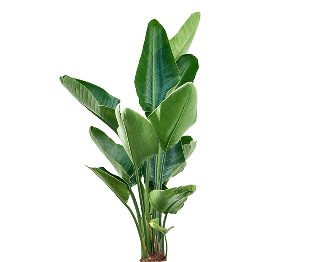 Strelitzia Nicolai - Baumstrelitzie