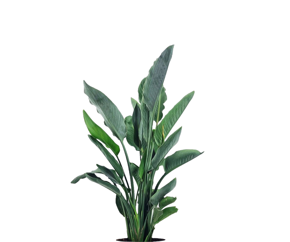 Strelitzia Reginae - Paradiesvogelblume