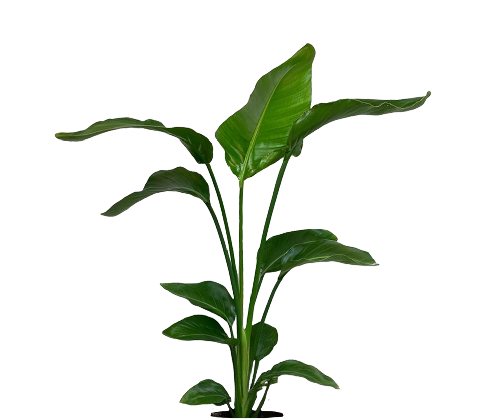 Strelitzia Nicolai - Baumstrelitzie