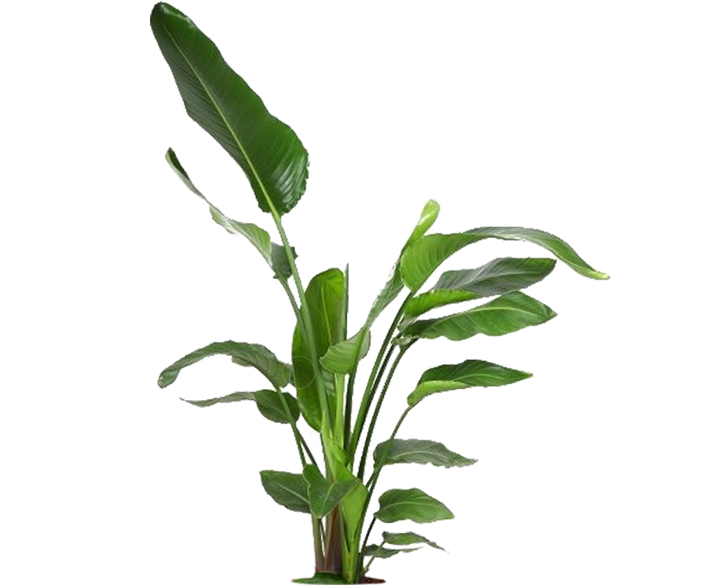 Strelitzia Nicolai - Baumstrelitzie