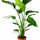 Strelitzia nicolai Zimmerpflanze — majestätische Tropenpflanze mit imposantem Wuchs
