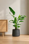 Strelitzia Nicolai - Baumstrelitzie