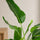Strelitzia nicolai Blattdetail — große ovale Blätter mit ausgeprägter Blattrippe