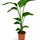 Strelitzia nicolai Zimmerpflanze — tropischer Blickfang mit imposanter Blattarchitektur