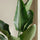 Strelitzia nicolai Zimmerpflanze — tropische Paradiesvogelblume mit breiten Blättern