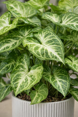Close-up of a Syngonium Arrow plant with vibrant green leaves, showcasing its unique arrow-shaped foliage.