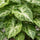 Close-up of a Syngonium Arrow plant with vibrant green leaves, showcasing its unique arrow-shaped foliage.