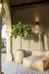 Ficus Lyrata Geigenfeige Künstlich H: 180cm - Finestgreen
