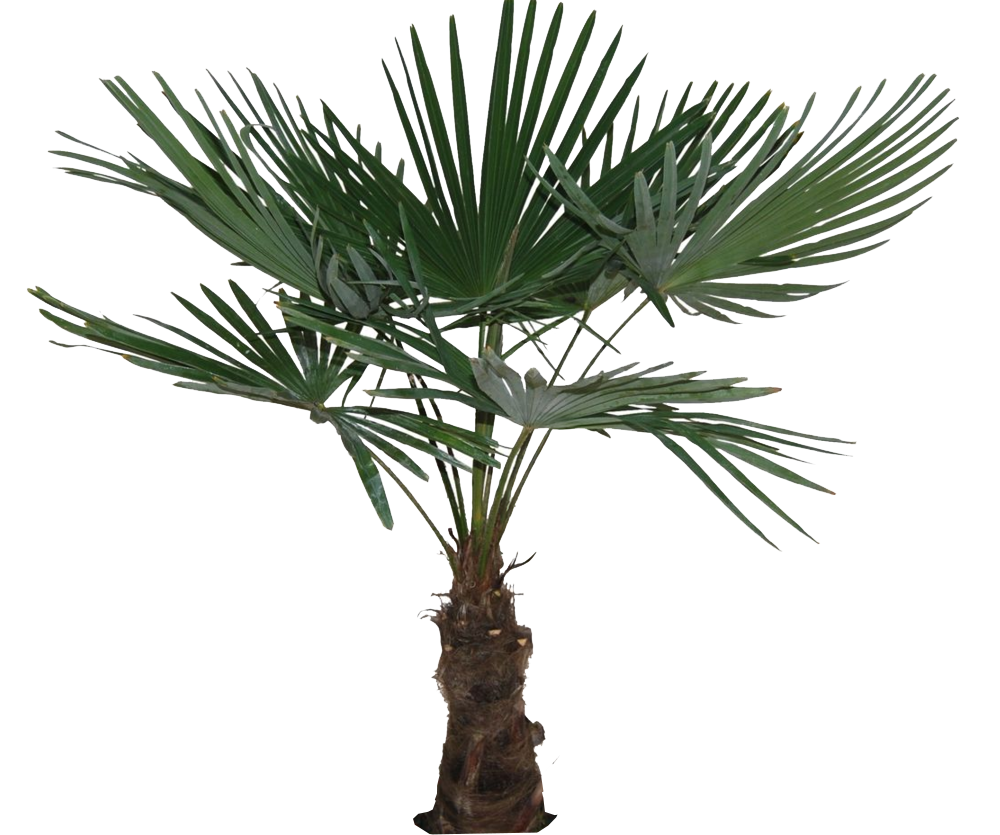 Hanfpalme - Trachycarpus fortunei