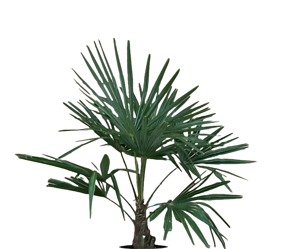 Hanfpalme - Trachycarpus fortunei