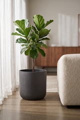 Übertopf Charlie Schwarz aus Ton Pflanzkübel in Beton-Optik bepflanzt mit Ficus Lyrata || Abgebildete Größe: XL