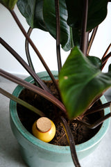 Keramik Olla Senfgelb – Tröpfchenbewässerung für Garten und Hochbeet