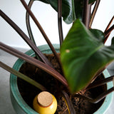 Keramik Olla Senfgelb – Tröpfchenbewässerung für Garten und Hochbeet
