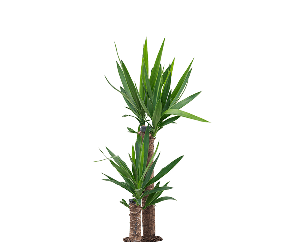 Yucca Palme - Palmlilie