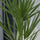 Chamaerops Humilis Blattdetail — fächerförmige Blätter der winterharten Zwergpalme