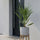Chamaerops Humilis Zwergpalme kaufen — mediterrane Palme für Balkon und Garten