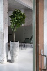 Pachira Kunstpflanze L 170cm - Finestgreen
