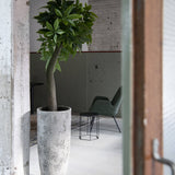 Pachira Kunstpflanze L 170cm - Finestgreen
