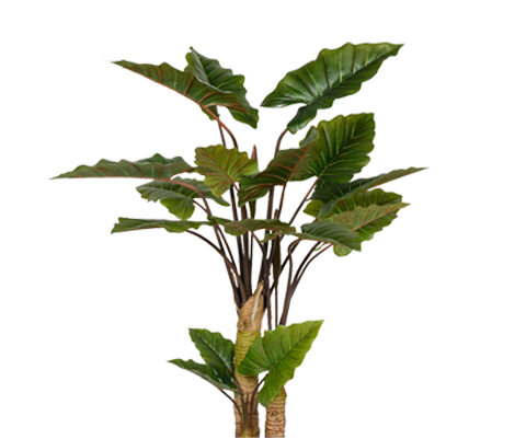 Alocasia künstlich, H: 160cm
