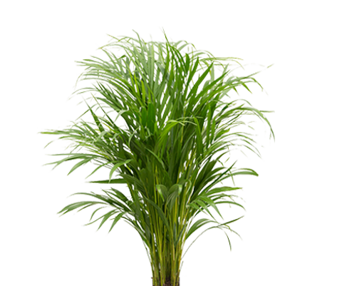 Areca - Goldfruchtpalme