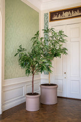 Ficus Alii Baum Kunstpflanze XL 230cm - Finestgreen