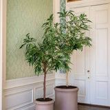 Ficus Alii Baum Kunstpflanze XL 230cm - Finestgreen