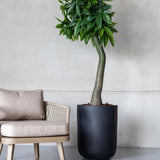 Pachira Kunstpflanze L 170cm - Finestgreen
