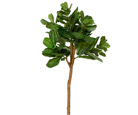 Ficus Lyrata künstlich – Geigenfeige, H: 150cm