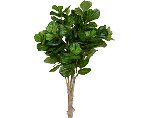 Ficus Lyrata künstlich – Geigenfeige, H: 180cm