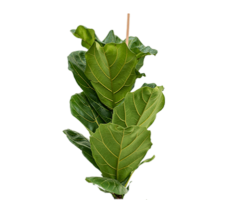 Ficus Lyrata - Geigenfeige