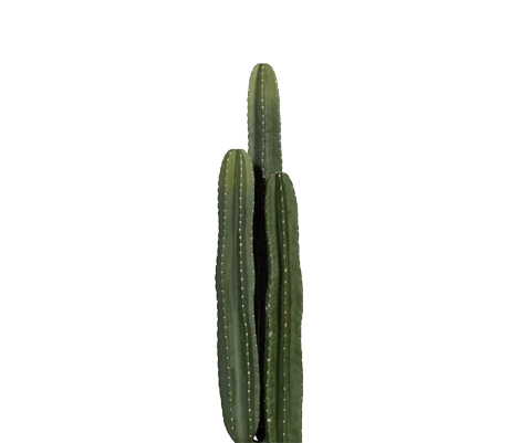 Kaktus San Pedro künstlich, H: 100cm